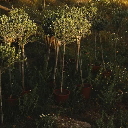 Morvedra Nou Luxury Boutique - Adults Only